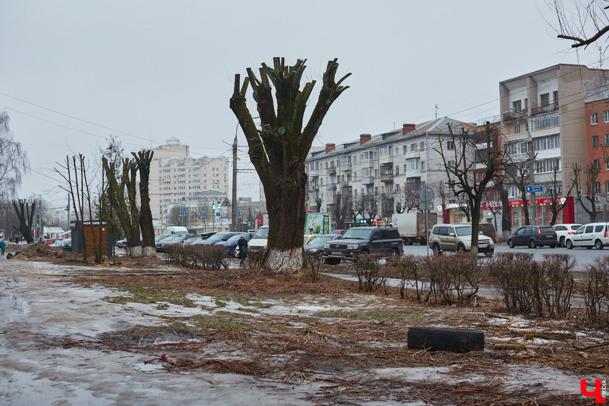 Во Владимире продолжаются кронирование и вырубка деревьев. Новые пеньки появились на проспекте Ленина и в Левитановском сквере. На очереди Большая Нижегородская, Доброе и другие локации. Правда, здоровые липы, тополя и клены пилами не трогают. Под снос идут лишь аварийные стволы и сухостой. А чтобы жители не расстраивались, к маю областной центр украсят цветами.