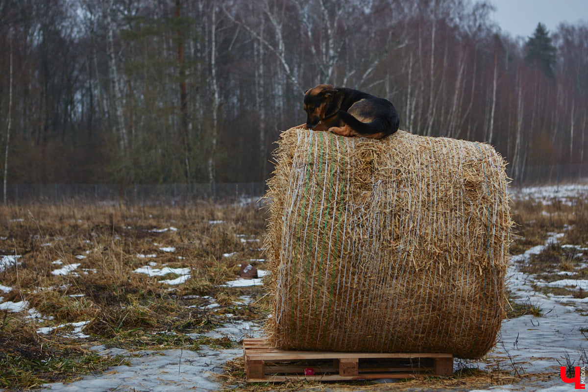 Юлия Буйницкая успевает не только владимирским приютом для животных «Дорога добра» руководить, но и создавать в регионе пет-френдли среду. Она неустанно генерирует идеи, воплощение которых требует немало затрат. Однако волонтера это не останавливает: планов на 2025 год у зоодома целый вагон!