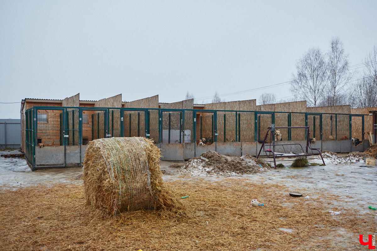 Юлия Буйницкая успевает не только владимирским приютом для животных «Дорога добра» руководить, но и создавать в регионе пет-френдли среду. Она неустанно генерирует идеи, воплощение которых требует немало затрат. Однако волонтера это не останавливает: планов на 2025 год у зоодома целый вагон!