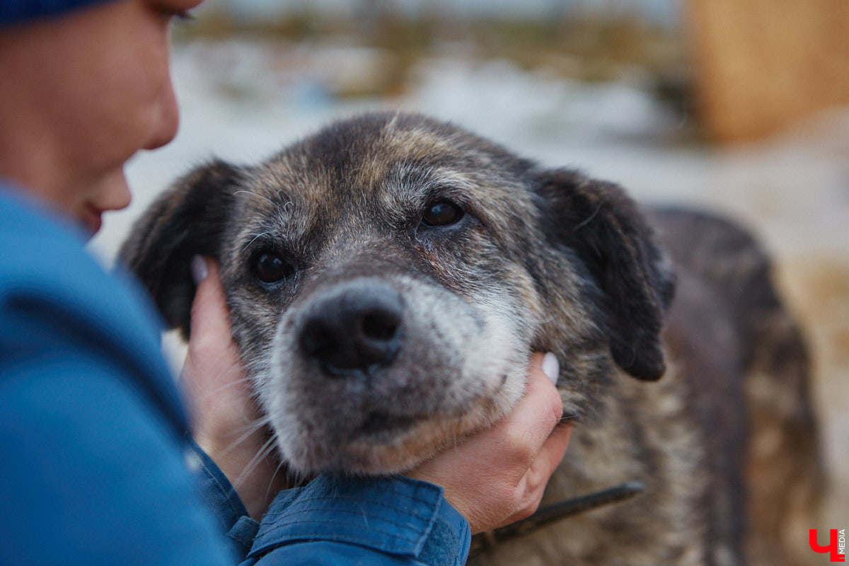 Юлия Буйницкая успевает не только владимирским приютом для животных «Дорога добра» руководить, но и создавать в регионе пет-френдли среду. Она неустанно генерирует идеи, воплощение которых требует немало затрат. Однако волонтера это не останавливает: планов на 2025 год у зоодома целый вагон!