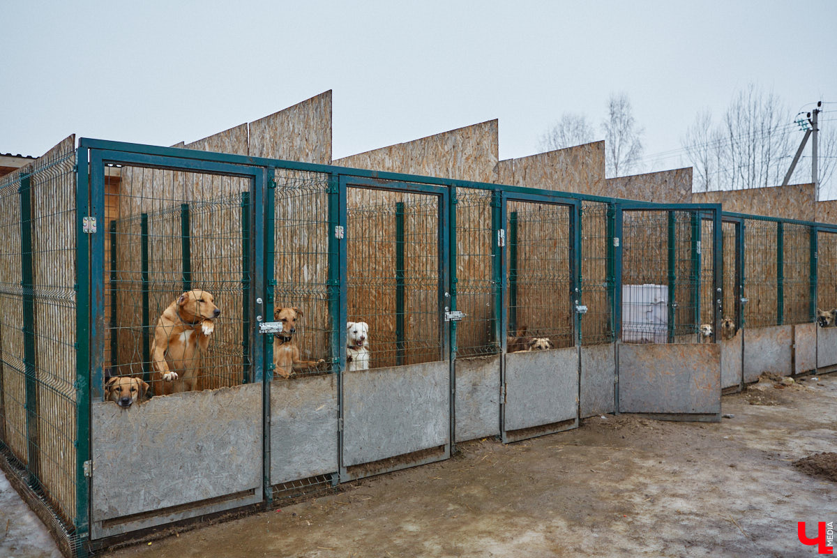 Юлия Буйницкая успевает не только владимирским приютом для животных «Дорога добра» руководить, но и создавать в регионе пет-френдли среду. Она неустанно генерирует идеи, воплощение которых требует немало затрат. Однако волонтера это не останавливает: планов на 2025 год у зоодома целый вагон!