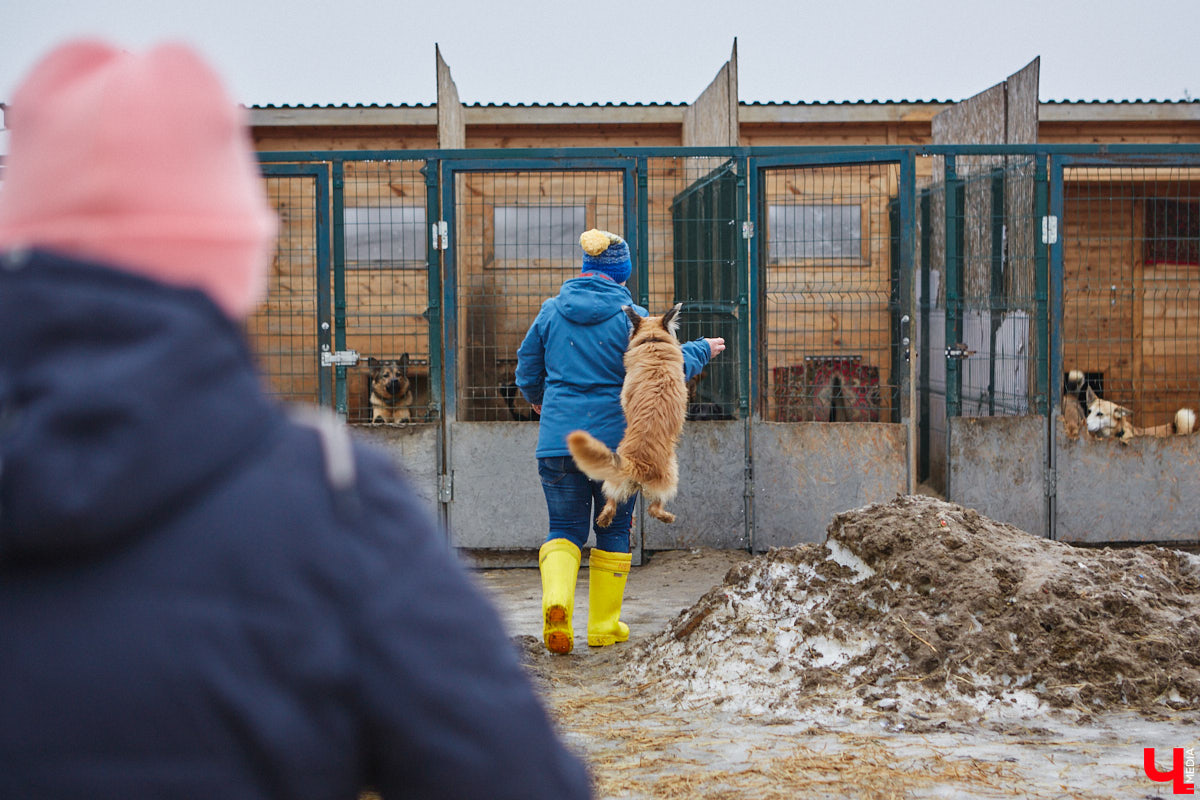 Юлия Буйницкая успевает не только владимирским приютом для животных «Дорога добра» руководить, но и создавать в регионе пет-френдли среду. Она неустанно генерирует идеи, воплощение которых требует немало затрат. Однако волонтера это не останавливает: планов на 2025 год у зоодома целый вагон!