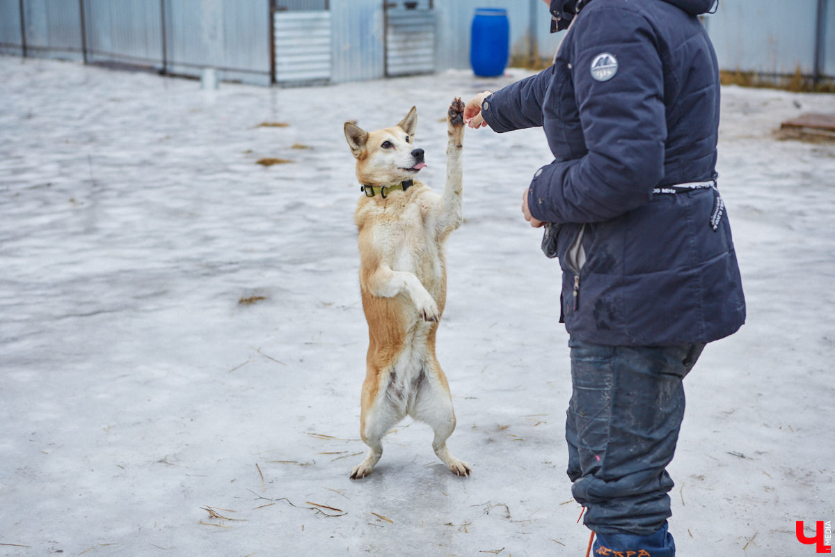 Юлия Буйницкая успевает не только владимирским приютом для животных «Дорога добра» руководить, но и создавать в регионе пет-френдли среду. Она неустанно генерирует идеи, воплощение которых требует немало затрат. Однако волонтера это не останавливает: планов на 2025 год у зоодома целый вагон!