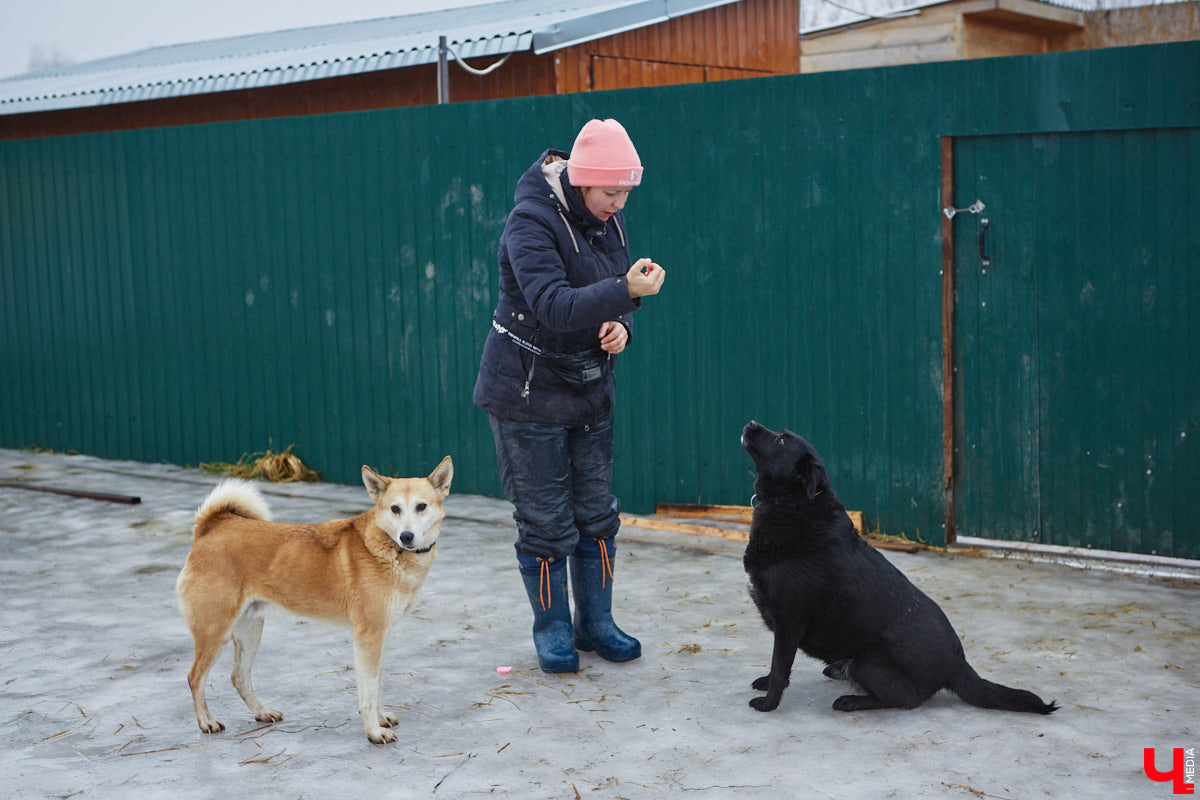 Юлия Буйницкая успевает не только владимирским приютом для животных «Дорога добра» руководить, но и создавать в регионе пет-френдли среду. Она неустанно генерирует идеи, воплощение которых требует немало затрат. Однако волонтера это не останавливает: планов на 2025 год у зоодома целый вагон!