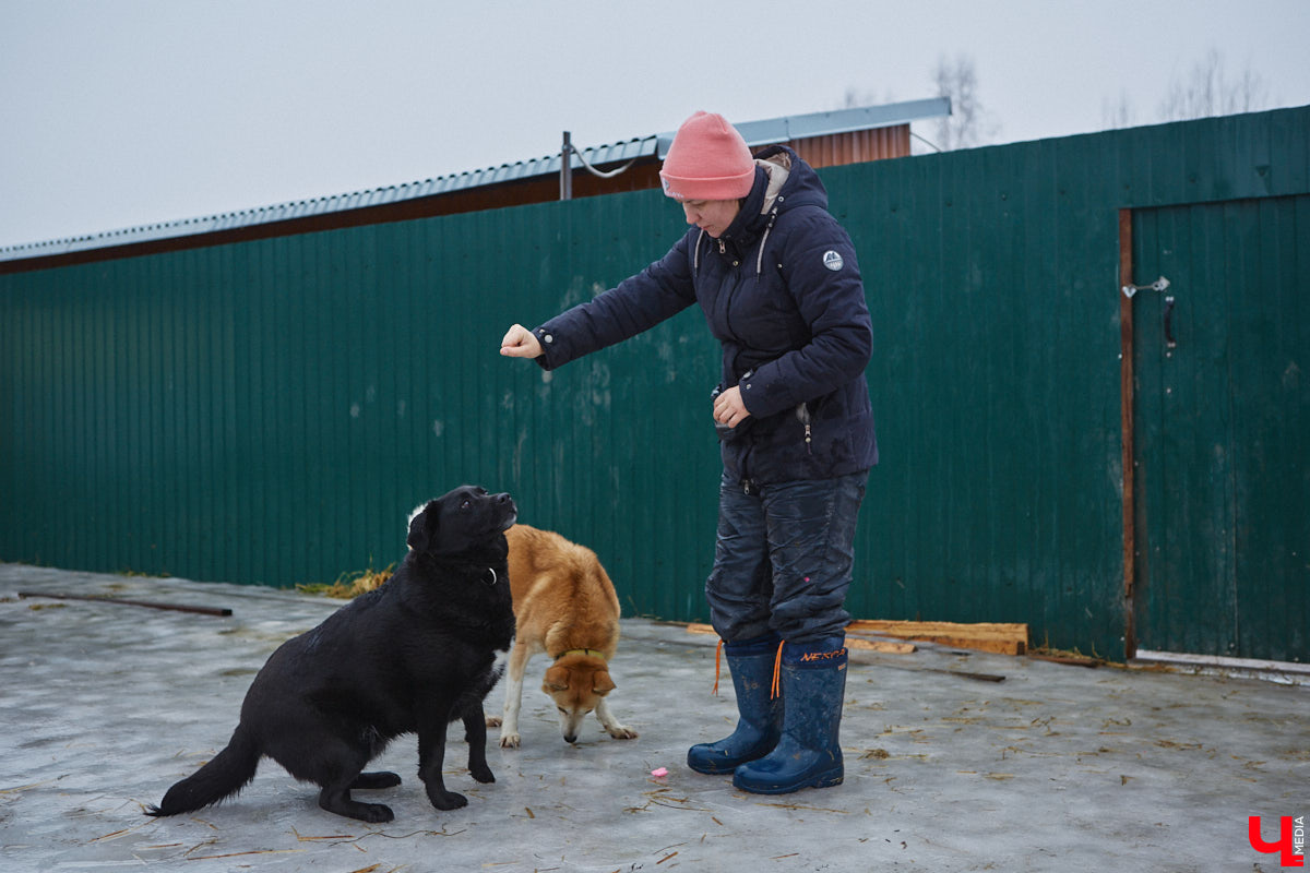 Юлия Буйницкая успевает не только владимирским приютом для животных «Дорога добра» руководить, но и создавать в регионе пет-френдли среду. Она неустанно генерирует идеи, воплощение которых требует немало затрат. Однако волонтера это не останавливает: планов на 2025 год у зоодома целый вагон!