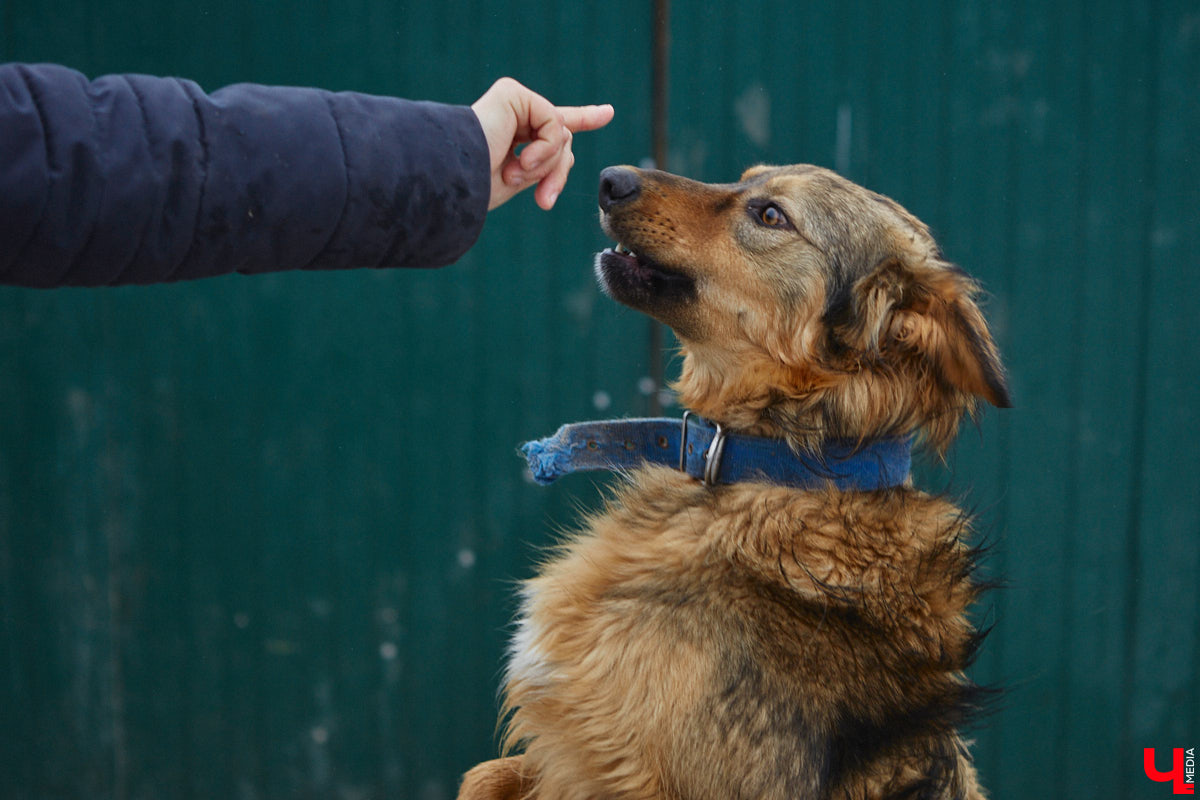Юлия Буйницкая успевает не только владимирским приютом для животных «Дорога добра» руководить, но и создавать в регионе пет-френдли среду. Она неустанно генерирует идеи, воплощение которых требует немало затрат. Однако волонтера это не останавливает: планов на 2025 год у зоодома целый вагон!