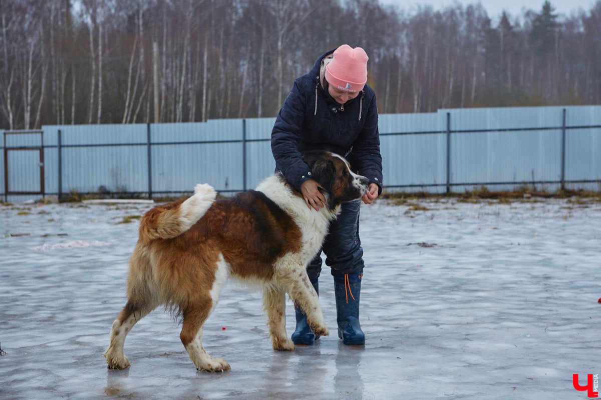 Юлия Буйницкая успевает не только владимирским приютом для животных «Дорога добра» руководить, но и создавать в регионе пет-френдли среду. Она неустанно генерирует идеи, воплощение которых требует немало затрат. Однако волонтера это не останавливает: планов на 2025 год у зоодома целый вагон!