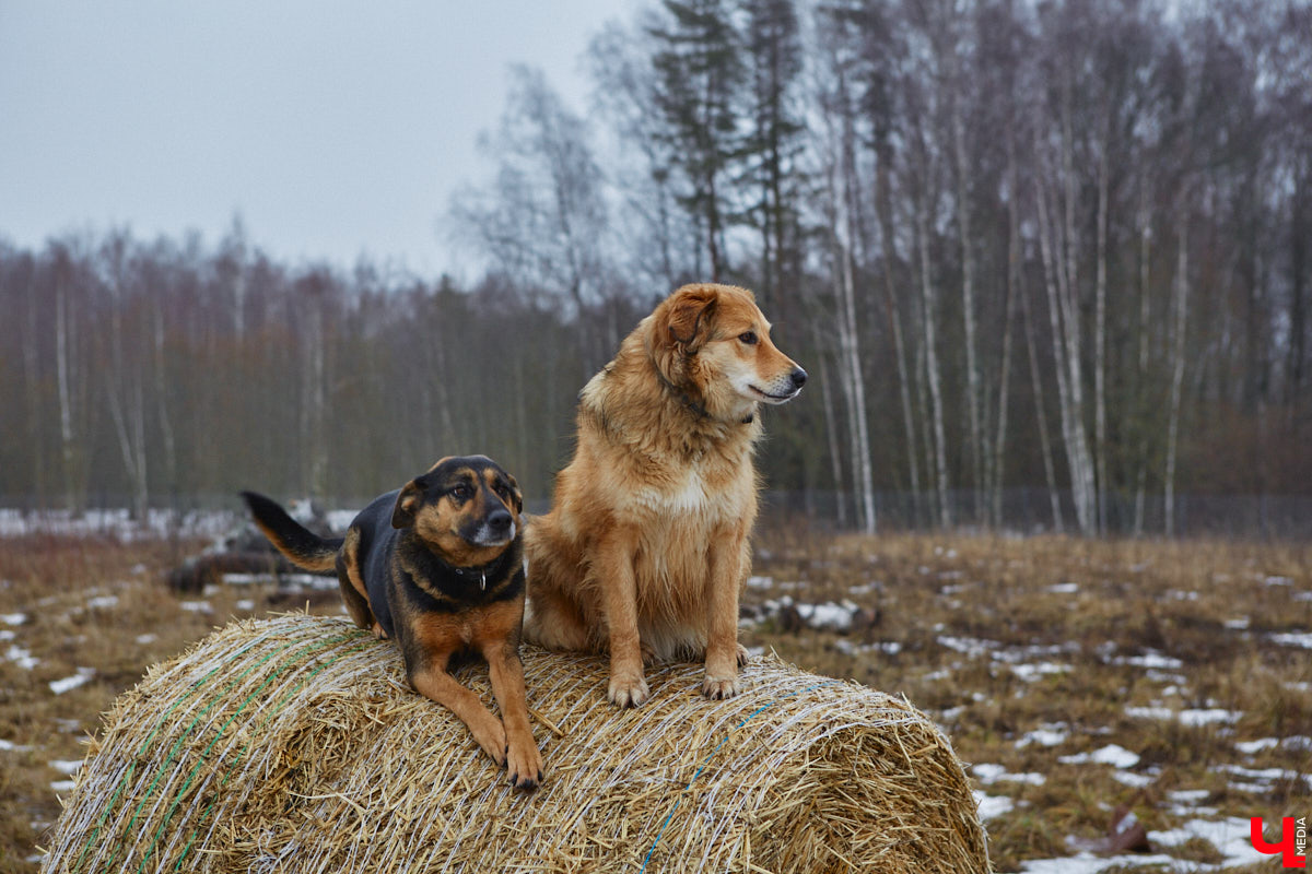 Юлия Буйницкая успевает не только владимирским приютом для животных «Дорога добра» руководить, но и создавать в регионе пет-френдли среду. Она неустанно генерирует идеи, воплощение которых требует немало затрат. Однако волонтера это не останавливает: планов на 2025 год у зоодома целый вагон!