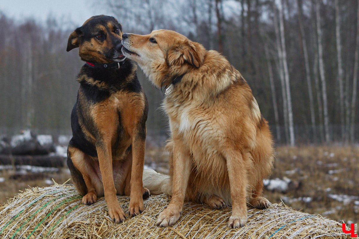 Юлия Буйницкая успевает не только владимирским приютом для животных «Дорога добра» руководить, но и создавать в регионе пет-френдли среду. Она неустанно генерирует идеи, воплощение которых требует немало затрат. Однако волонтера это не останавливает: планов на 2025 год у зоодома целый вагон!