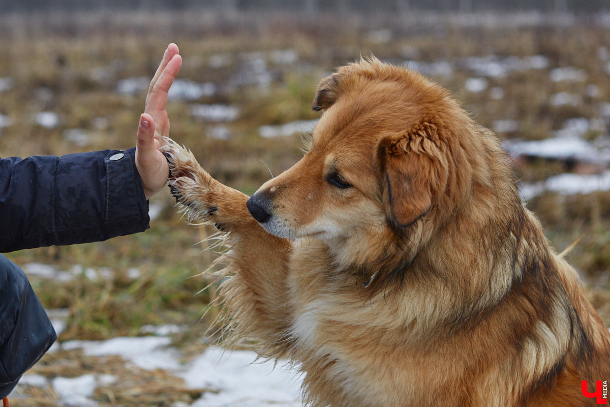 Юлия Буйницкая успевает не только владимирским приютом для животных «Дорога добра» руководить, но и создавать в регионе пет-френдли среду. Она неустанно генерирует идеи, воплощение которых требует немало затрат. Однако волонтера это не останавливает: планов на 2025 год у зоодома целый вагон!
