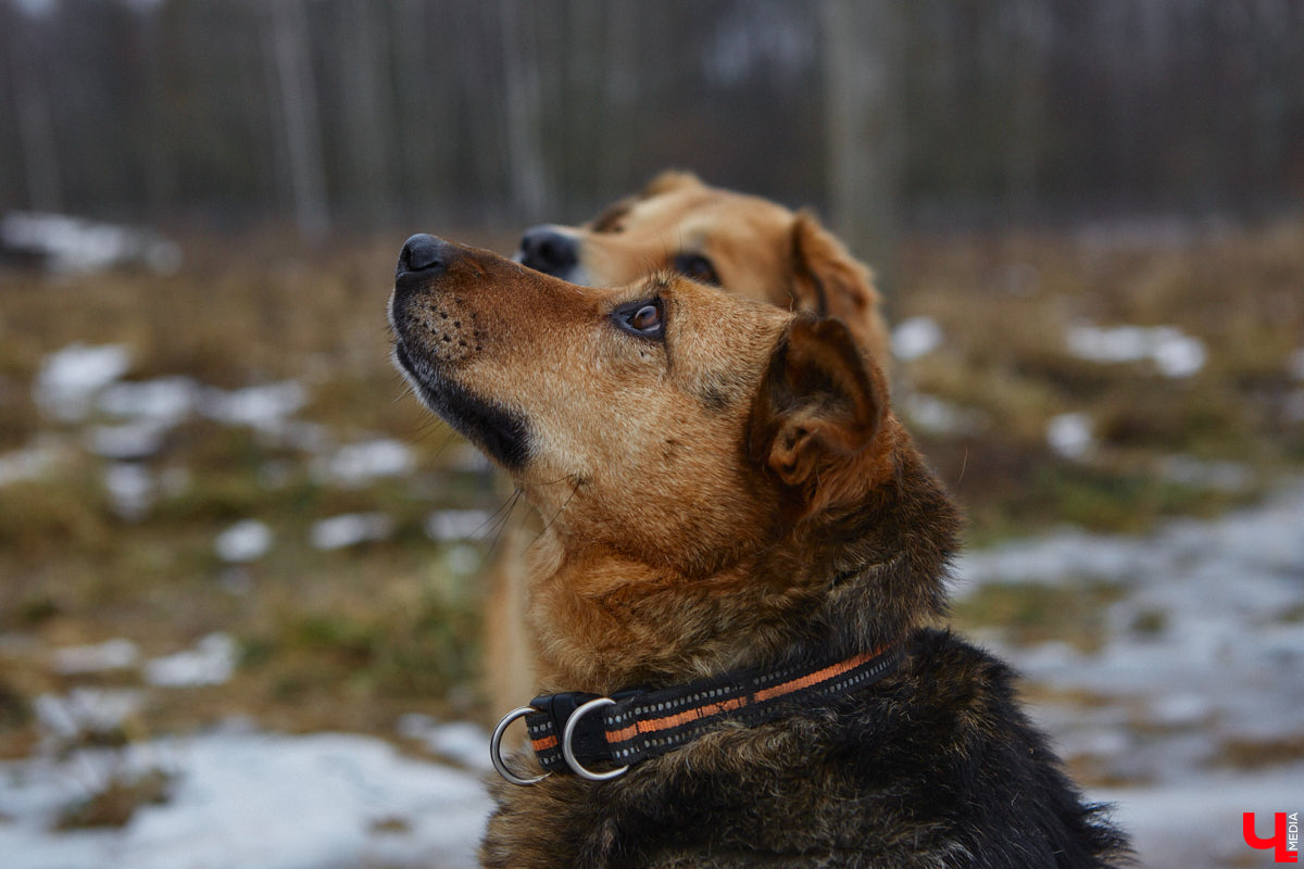 Юлия Буйницкая успевает не только владимирским приютом для животных «Дорога добра» руководить, но и создавать в регионе пет-френдли среду. Она неустанно генерирует идеи, воплощение которых требует немало затрат. Однако волонтера это не останавливает: планов на 2025 год у зоодома целый вагон!