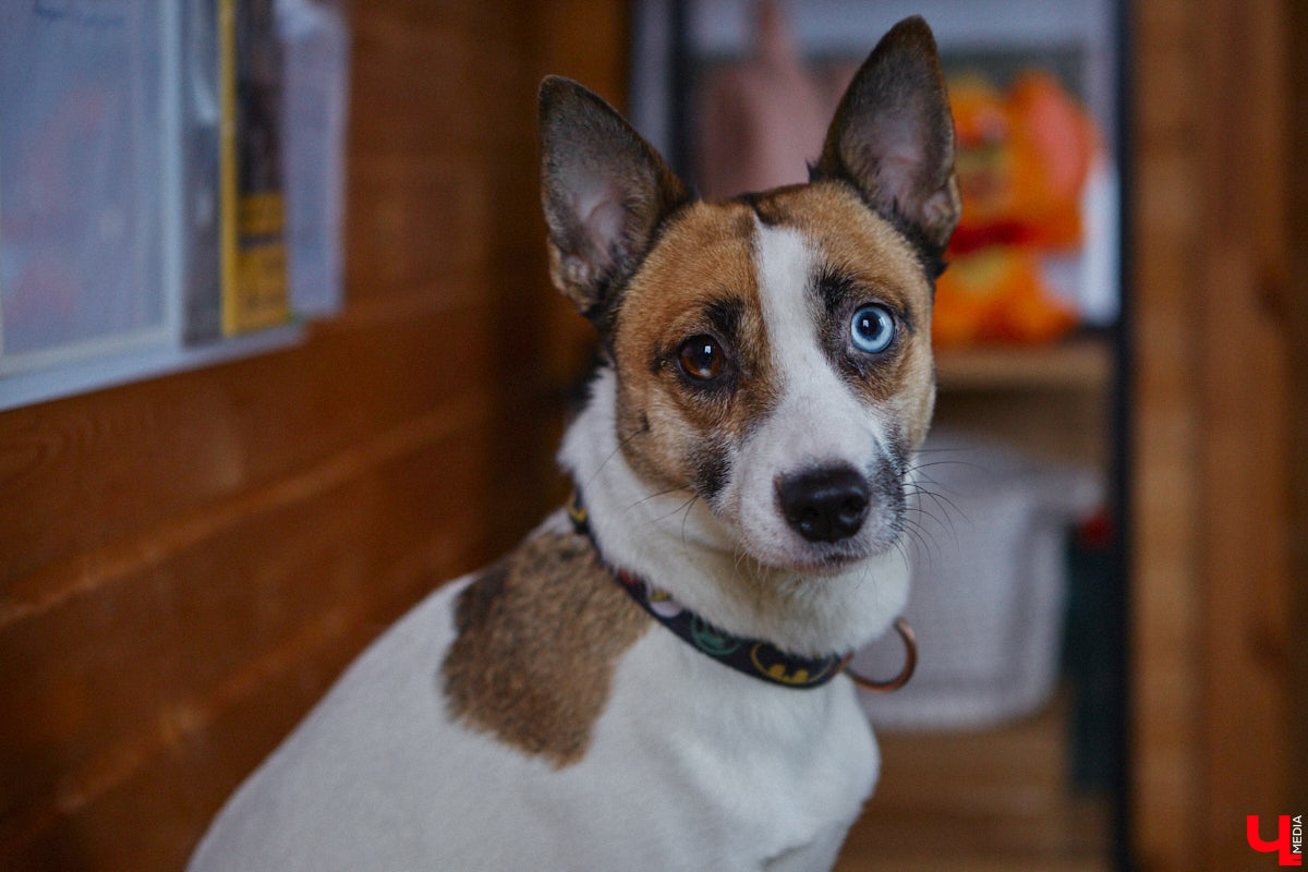 Юлия Буйницкая успевает не только владимирским приютом для животных «Дорога добра» руководить, но и создавать в регионе пет-френдли среду. Она неустанно генерирует идеи, воплощение которых требует немало затрат. Однако волонтера это не останавливает: планов на 2025 год у зоодома целый вагон!