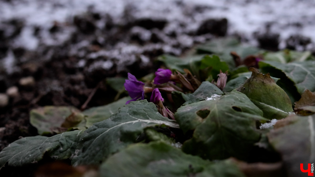 2025-й доказал: для матушки-природы нет ничего невозможного! Несмотря на пришедшее во Владимир похолодание, аномально теплый январь подарил жителям региона немало по-настоящему весенних чудес. Давайте оглянемся назад и посмотрим, временно кутая нос в теплый шарф, какое волшебство сотворили «апрельские» дни января и начала февраля?