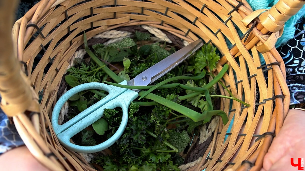 2025-й доказал: для матушки-природы нет ничего невозможного! Несмотря на пришедшее во Владимир похолодание, аномально теплый январь подарил жителям региона немало по-настоящему весенних чудес. Давайте оглянемся назад и посмотрим, временно кутая нос в теплый шарф, какое волшебство сотворили «апрельские» дни января и начала февраля?