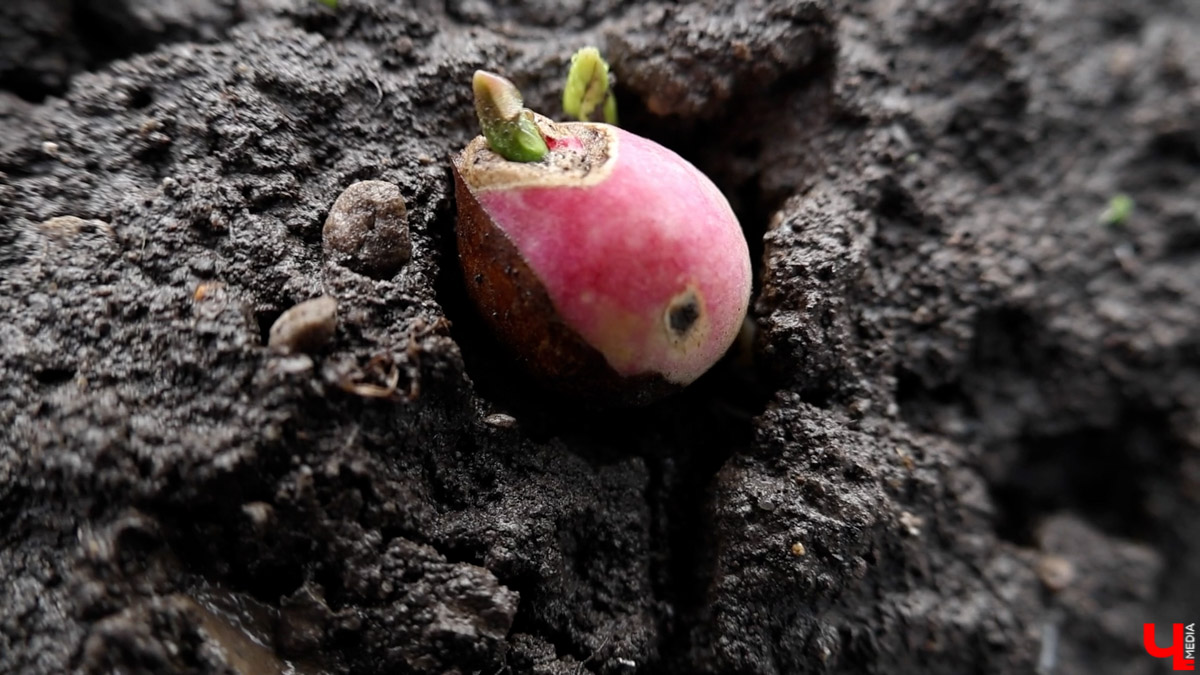 2025-й доказал: для матушки-природы нет ничего невозможного! Несмотря на пришедшее во Владимир похолодание, аномально теплый январь подарил жителям региона немало по-настоящему весенних чудес. Давайте оглянемся назад и посмотрим, временно кутая нос в теплый шарф, какое волшебство сотворили «апрельские» дни января и начала февраля?