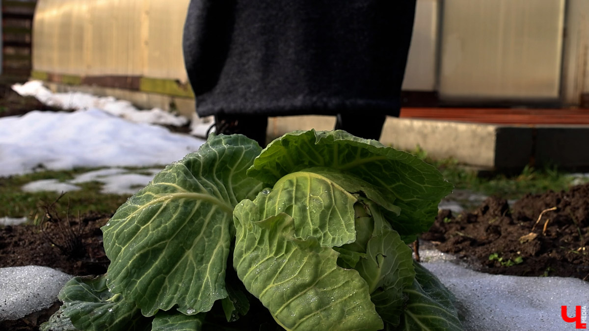 2025-й доказал: для матушки-природы нет ничего невозможного! Несмотря на пришедшее во Владимир похолодание, аномально теплый январь подарил жителям региона немало по-настоящему весенних чудес. Давайте оглянемся назад и посмотрим, временно кутая нос в теплый шарф, какое волшебство сотворили «апрельские» дни января и начала февраля?