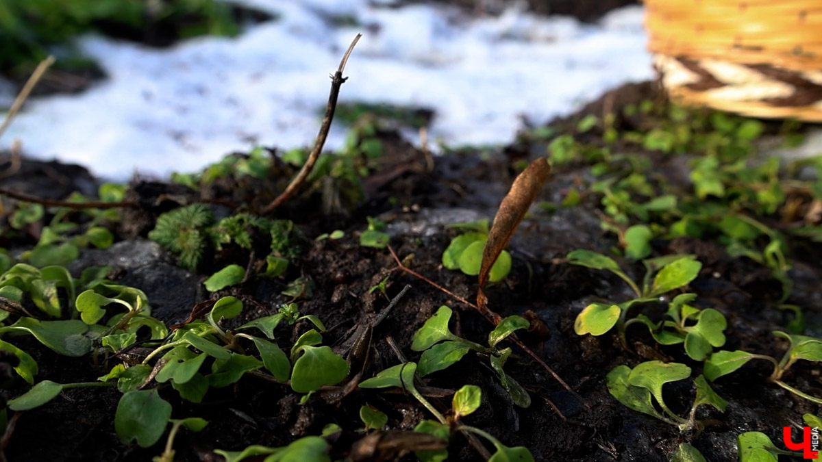 2025-й доказал: для матушки-природы нет ничего невозможного! Несмотря на пришедшее во Владимир похолодание, аномально теплый январь подарил жителям региона немало по-настоящему весенних чудес. Давайте оглянемся назад и посмотрим, временно кутая нос в теплый шарф, какое волшебство сотворили «апрельские» дни января и начала февраля?