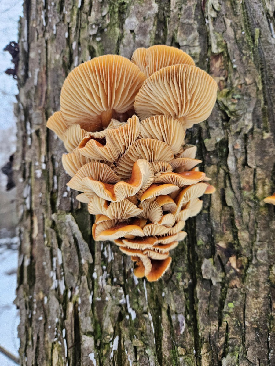 2025-й доказал: для матушки-природы нет ничего невозможного! Несмотря на пришедшее во Владимир похолодание, аномально теплый январь подарил жителям региона немало по-настоящему весенних чудес. Давайте оглянемся назад и посмотрим, временно кутая нос в теплый шарф, какое волшебство сотворили «апрельские» дни января и начала февраля?