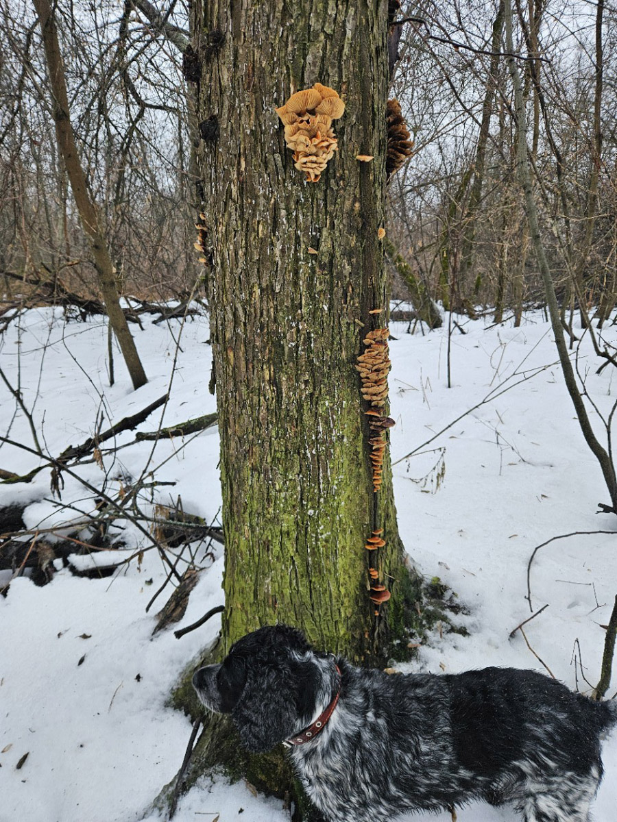 2025-й доказал: для матушки-природы нет ничего невозможного! Несмотря на пришедшее во Владимир похолодание, аномально теплый январь подарил жителям региона немало по-настоящему весенних чудес. Давайте оглянемся назад и посмотрим, временно кутая нос в теплый шарф, какое волшебство сотворили «апрельские» дни января и начала февраля?