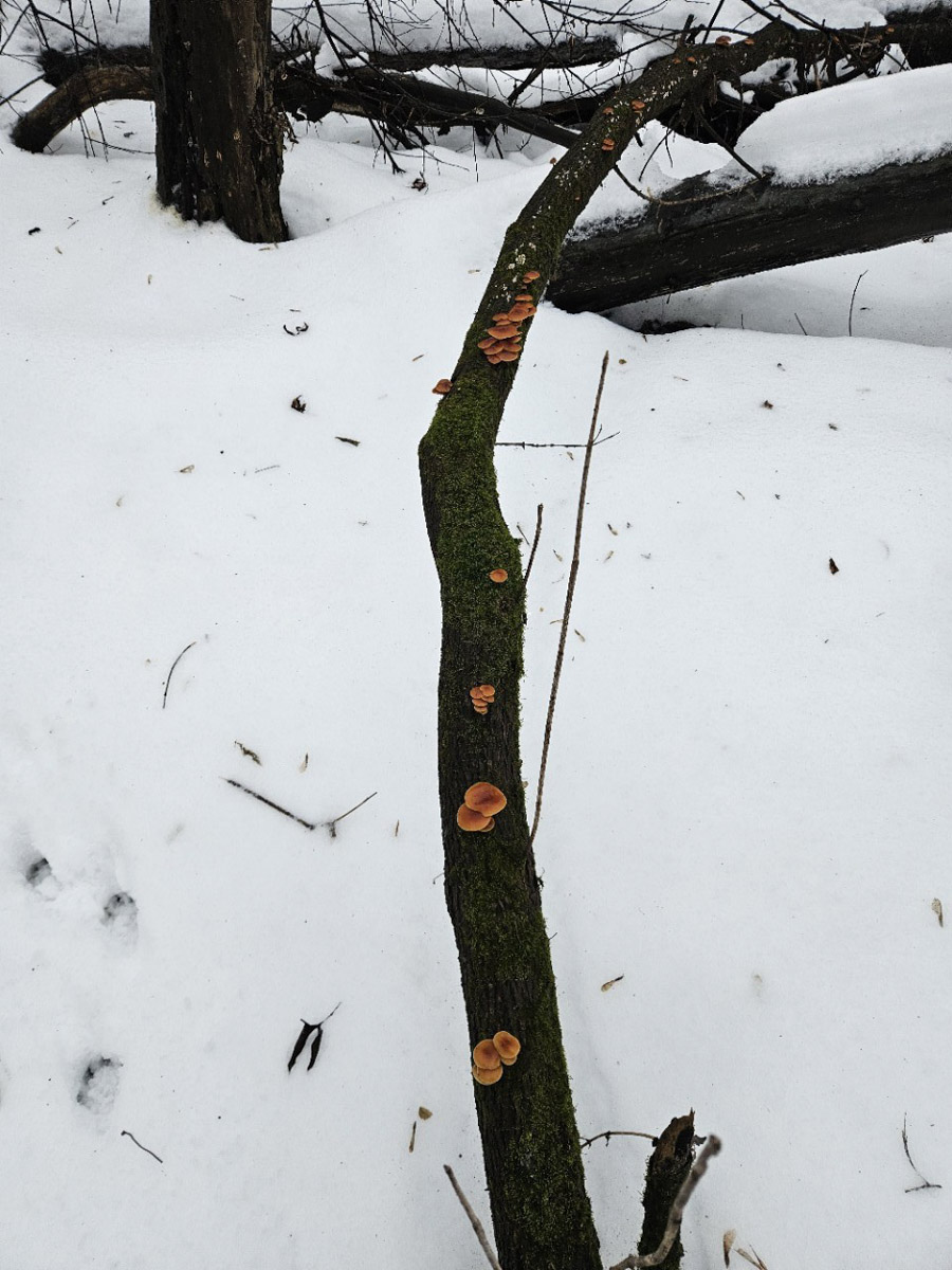 2025-й доказал: для матушки-природы нет ничего невозможного! Несмотря на пришедшее во Владимир похолодание, аномально теплый январь подарил жителям региона немало по-настоящему весенних чудес. Давайте оглянемся назад и посмотрим, временно кутая нос в теплый шарф, какое волшебство сотворили «апрельские» дни января и начала февраля?