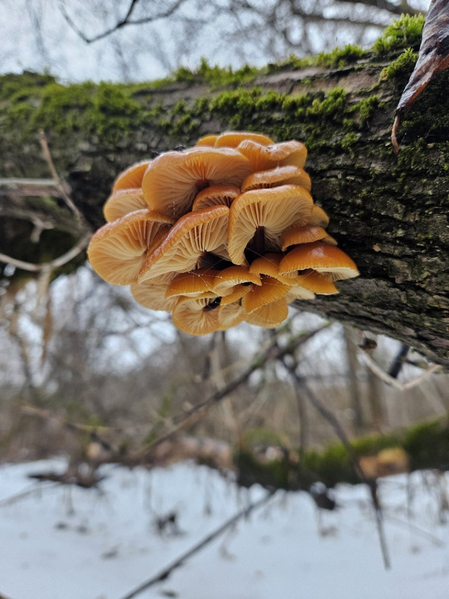 2025-й доказал: для матушки-природы нет ничего невозможного! Несмотря на пришедшее во Владимир похолодание, аномально теплый январь подарил жителям региона немало по-настоящему весенних чудес. Давайте оглянемся назад и посмотрим, временно кутая нос в теплый шарф, какое волшебство сотворили «апрельские» дни января и начала февраля?