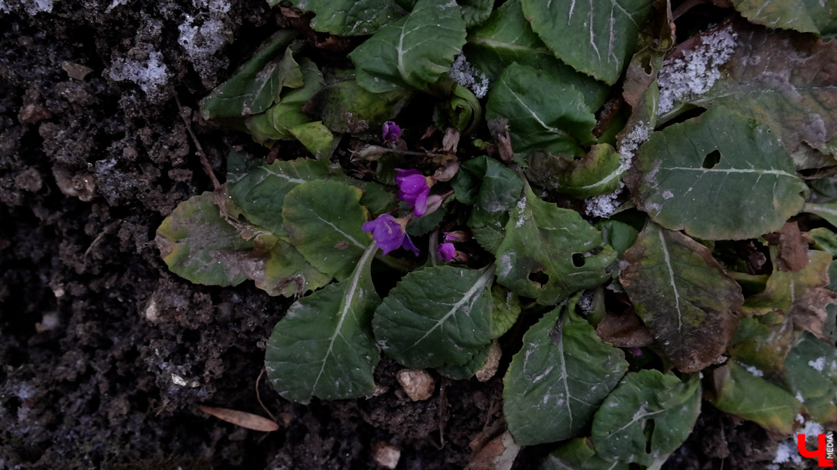 2025-й доказал: для матушки-природы нет ничего невозможного! Несмотря на пришедшее во Владимир похолодание, аномально теплый январь подарил жителям региона немало по-настоящему весенних чудес. Давайте оглянемся назад и посмотрим, временно кутая нос в теплый шарф, какое волшебство сотворили «апрельские» дни января и начала февраля?