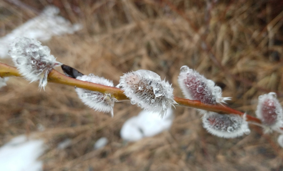 2025-й доказал: для матушки-природы нет ничего невозможного! Несмотря на пришедшее во Владимир похолодание, аномально теплый январь подарил жителям региона немало по-настоящему весенних чудес. Давайте оглянемся назад и посмотрим, временно кутая нос в теплый шарф, какое волшебство сотворили «апрельские» дни января и начала февраля?
