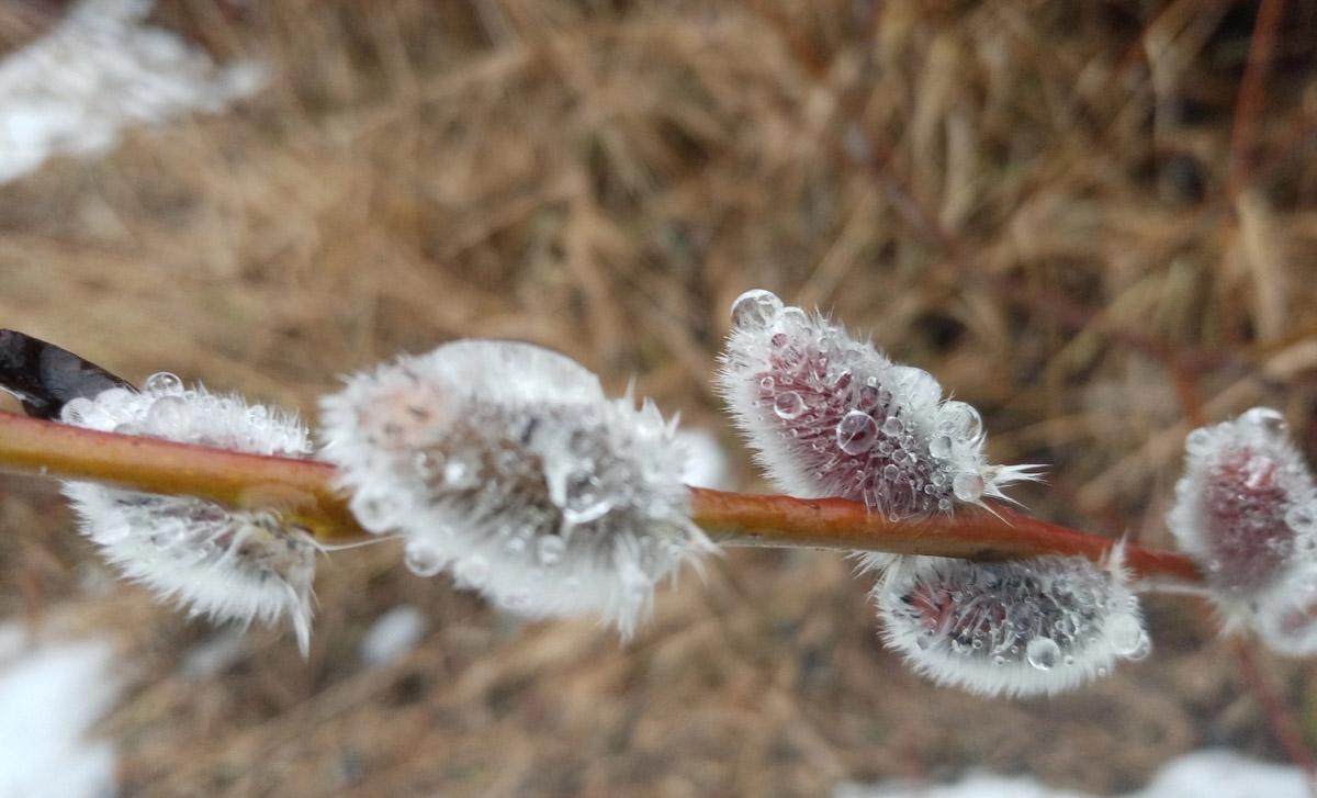 2025-й доказал: для матушки-природы нет ничего невозможного! Несмотря на пришедшее во Владимир похолодание, аномально теплый январь подарил жителям региона немало по-настоящему весенних чудес. Давайте оглянемся назад и посмотрим, временно кутая нос в теплый шарф, какое волшебство сотворили «апрельские» дни января и начала февраля?