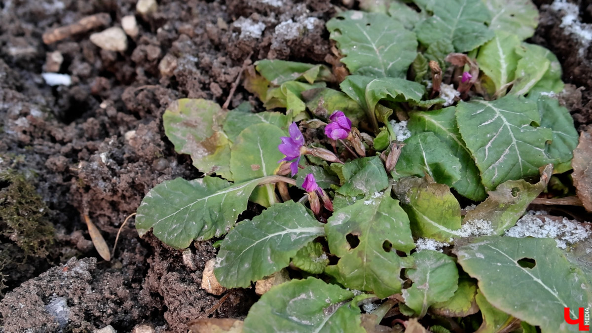 2025-й доказал: для матушки-природы нет ничего невозможного! Несмотря на пришедшее во Владимир похолодание, аномально теплый январь подарил жителям региона немало по-настоящему весенних чудес. Давайте оглянемся назад и посмотрим, временно кутая нос в теплый шарф, какое волшебство сотворили «апрельские» дни января и начала февраля?