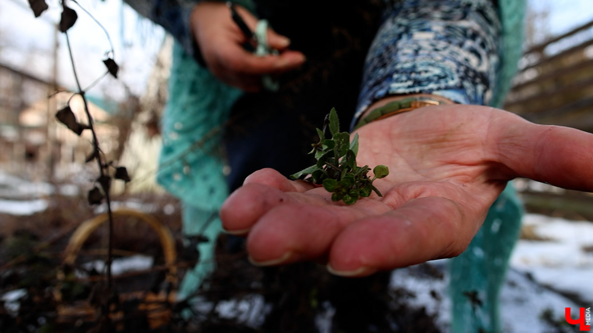 2025-й доказал: для матушки-природы нет ничего невозможного! Несмотря на пришедшее во Владимир похолодание, аномально теплый январь подарил жителям региона немало по-настоящему весенних чудес. Давайте оглянемся назад и посмотрим, временно кутая нос в теплый шарф, какое волшебство сотворили «апрельские» дни января и начала февраля?