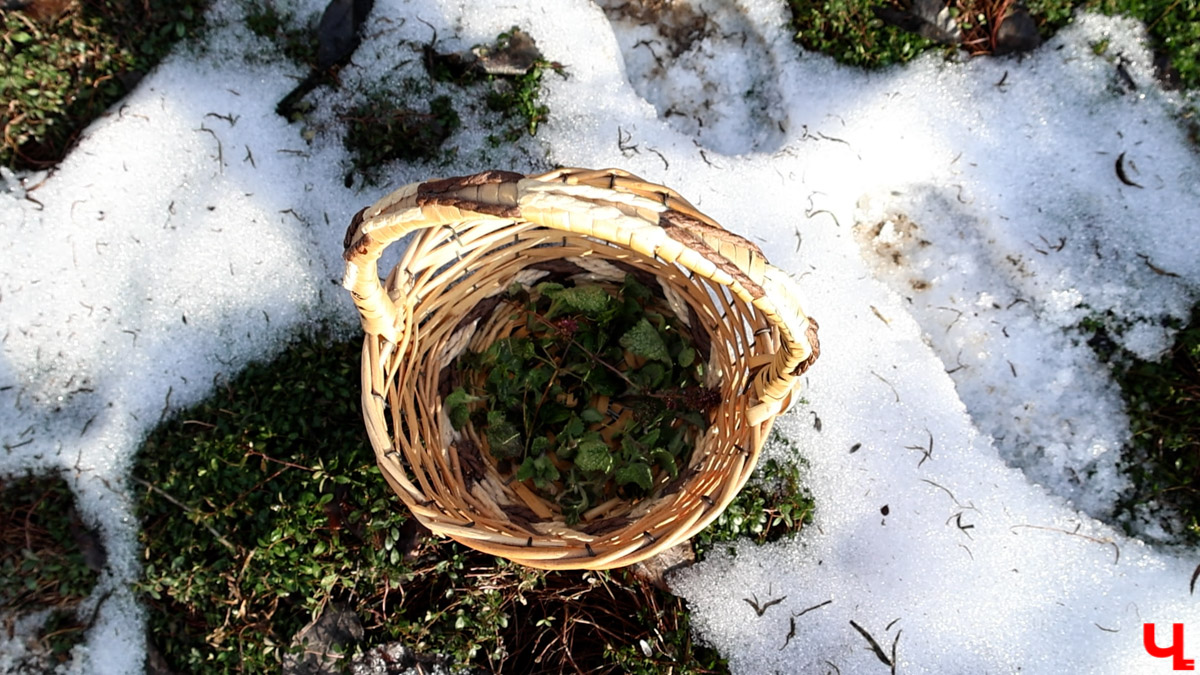 2025-й доказал: для матушки-природы нет ничего невозможного! Несмотря на пришедшее во Владимир похолодание, аномально теплый январь подарил жителям региона немало по-настоящему весенних чудес. Давайте оглянемся назад и посмотрим, временно кутая нос в теплый шарф, какое волшебство сотворили «апрельские» дни января и начала февраля?