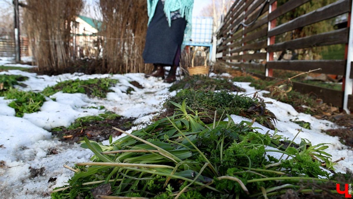 2025-й доказал: для матушки-природы нет ничего невозможного! Несмотря на пришедшее во Владимир похолодание, аномально теплый январь подарил жителям региона немало по-настоящему весенних чудес. Давайте оглянемся назад и посмотрим, временно кутая нос в теплый шарф, какое волшебство сотворили «апрельские» дни января и начала февраля?