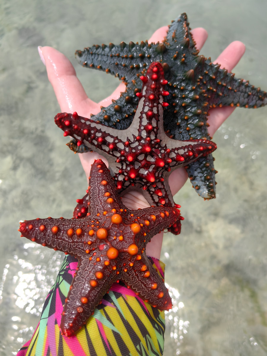 До поездки на Занзибар о таинственной точке на глобусе Наталья Клипова знала только из книги про «Доктора Айболита». Но спустя 24 часа пути из Вязников до восточного побережья Африки туристка навсегда влюбилась в лазурные волны и чистейшие песчаные пляжи. Однако красота природы резко контрастировала с весьма скромным бытом местного населения, которое, несмотря ни на что, не унывает и никуда не спешит.