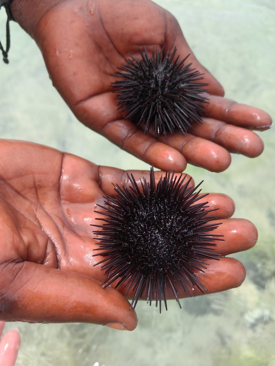 До поездки на Занзибар о таинственной точке на глобусе Наталья Клипова знала только из книги про «Доктора Айболита». Но спустя 24 часа пути из Вязников до восточного побережья Африки туристка навсегда влюбилась в лазурные волны и чистейшие песчаные пляжи. Однако красота природы резко контрастировала с весьма скромным бытом местного населения, которое, несмотря ни на что, не унывает и никуда не спешит.