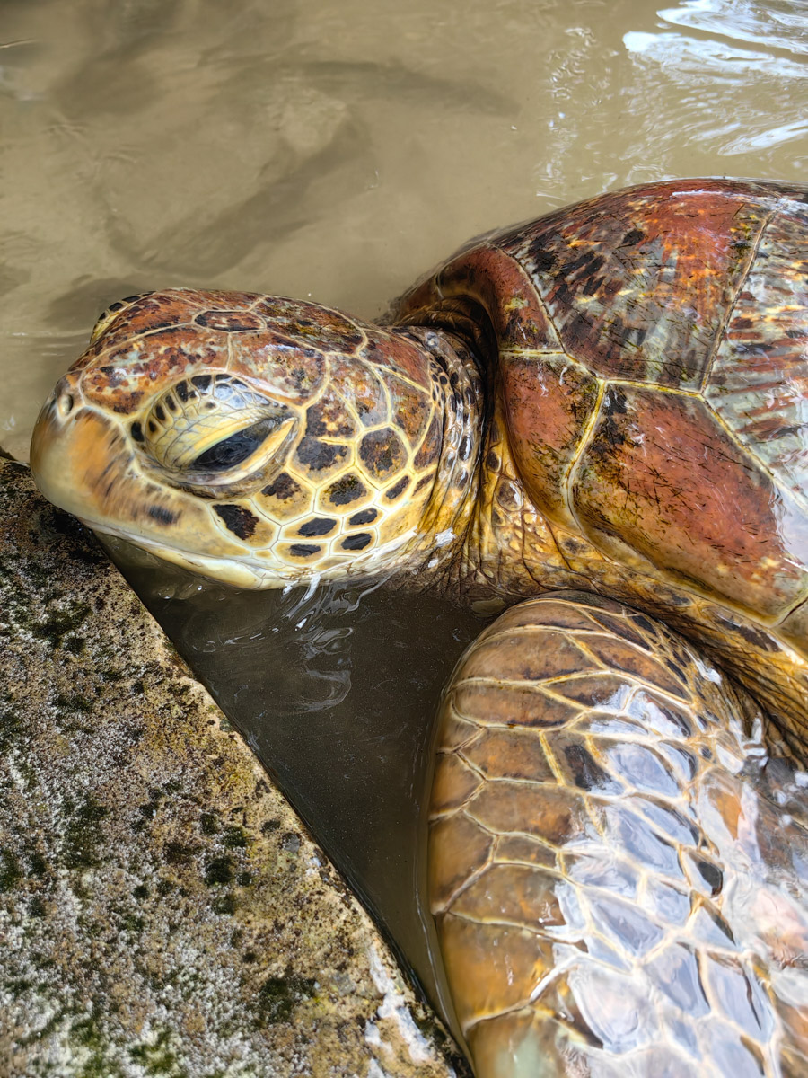 До поездки на Занзибар о таинственной точке на глобусе Наталья Клипова знала только из книги про «Доктора Айболита». Но спустя 24 часа пути из Вязников до восточного побережья Африки туристка навсегда влюбилась в лазурные волны и чистейшие песчаные пляжи. Однако красота природы резко контрастировала с весьма скромным бытом местного населения, которое, несмотря ни на что, не унывает и никуда не спешит.