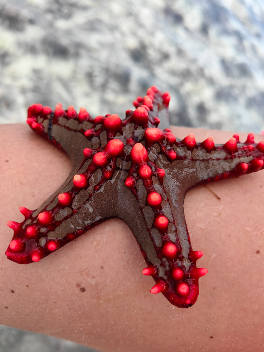 До поездки на Занзибар о таинственной точке на глобусе Наталья Клипова знала только из книги про «Доктора Айболита». Но спустя 24 часа пути из Вязников до восточного побережья Африки туристка навсегда влюбилась в лазурные волны и чистейшие песчаные пляжи. Однако красота природы резко контрастировала с весьма скромным бытом местного населения, которое, несмотря ни на что, не унывает и никуда не спешит.