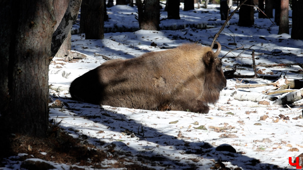 Посмотреть на зубров теперь можно на территории национального парка «Мещёра». В Гусь-Хрустальном районе для туристов открыли демонстрационный вольер. Наблюдать за животными, потомки которых видели мамонтов, удастся на совсем небольшом расстоянии! «Ключ-Медиа» уже оценил новое направление тура выходного дня.