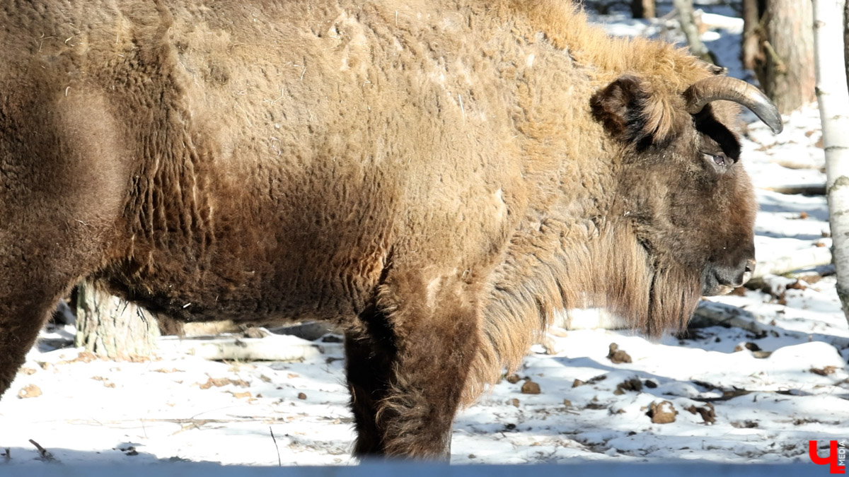 Посмотреть на зубров теперь можно на территории национального парка «Мещёра». В Гусь-Хрустальном районе для туристов открыли демонстрационный вольер. Наблюдать за животными, потомки которых видели мамонтов, удастся на совсем небольшом расстоянии! «Ключ-Медиа» уже оценил новое направление тура выходного дня.
