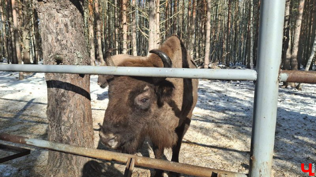 Посмотреть на зубров теперь можно на территории национального парка «Мещёра». В Гусь-Хрустальном районе для туристов открыли демонстрационный вольер. Наблюдать за животными, потомки которых видели мамонтов, удастся на совсем небольшом расстоянии! «Ключ-Медиа» уже оценил новое направление тура выходного дня.