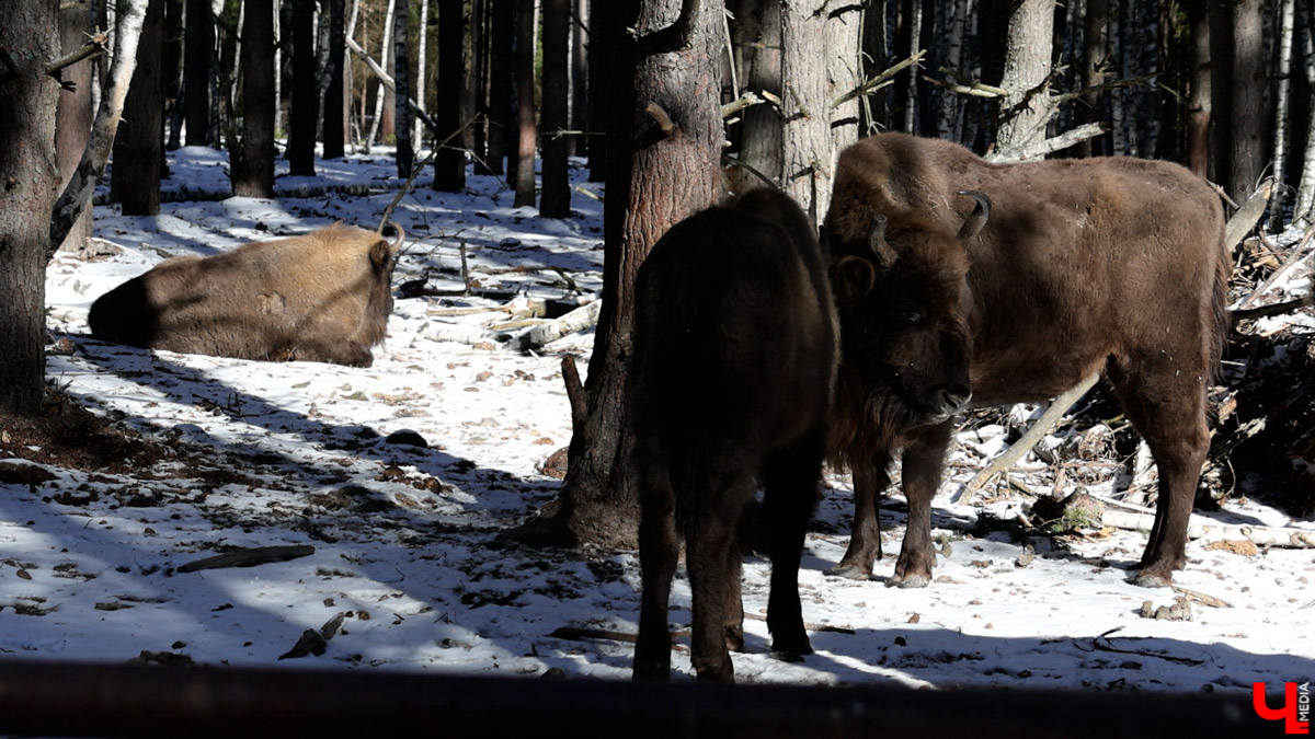 Посмотреть на зубров теперь можно на территории национального парка «Мещёра». В Гусь-Хрустальном районе для туристов открыли демонстрационный вольер. Наблюдать за животными, потомки которых видели мамонтов, удастся на совсем небольшом расстоянии! «Ключ-Медиа» уже оценил новое направление тура выходного дня.