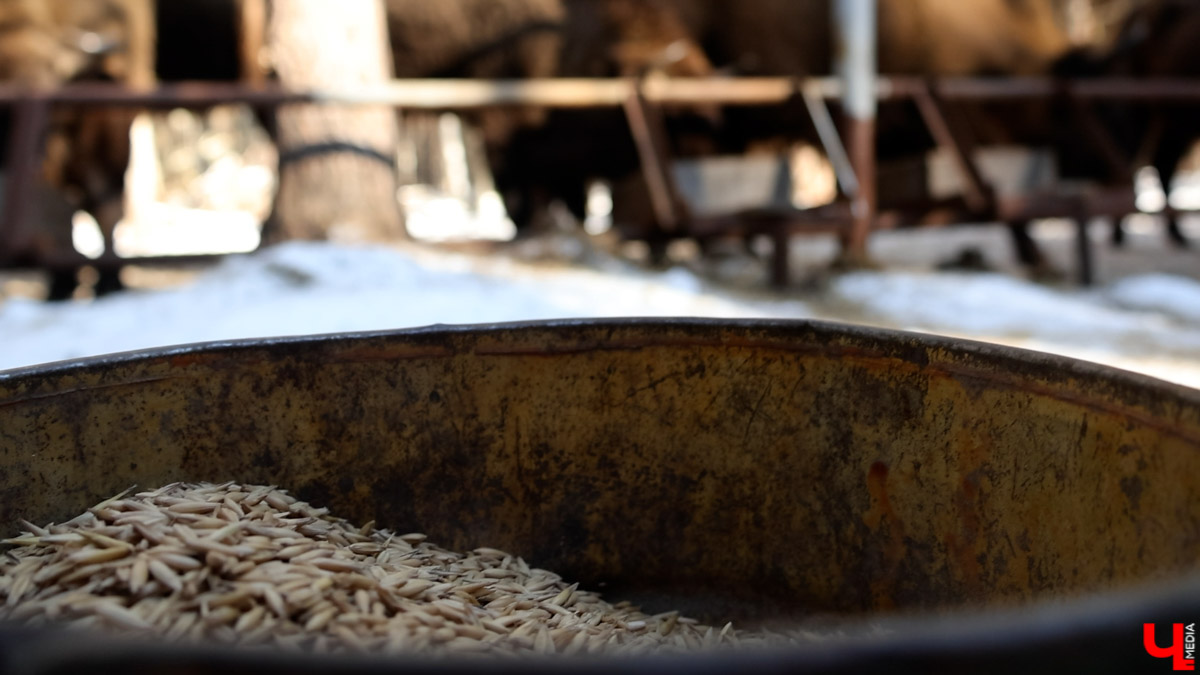 Посмотреть на зубров теперь можно на территории национального парка «Мещёра». В Гусь-Хрустальном районе для туристов открыли демонстрационный вольер. Наблюдать за животными, потомки которых видели мамонтов, удастся на совсем небольшом расстоянии! «Ключ-Медиа» уже оценил новое направление тура выходного дня.