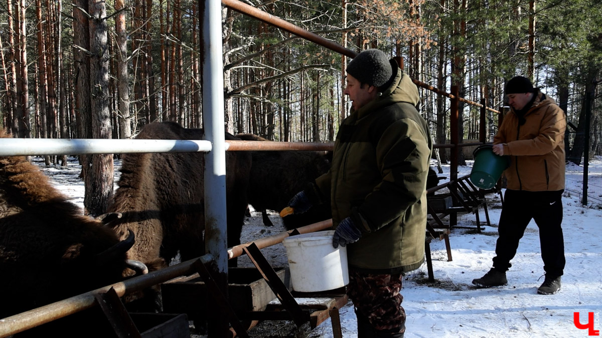Посмотреть на зубров теперь можно на территории национального парка «Мещёра». В Гусь-Хрустальном районе для туристов открыли демонстрационный вольер. Наблюдать за животными, потомки которых видели мамонтов, удастся на совсем небольшом расстоянии! «Ключ-Медиа» уже оценил новое направление тура выходного дня.