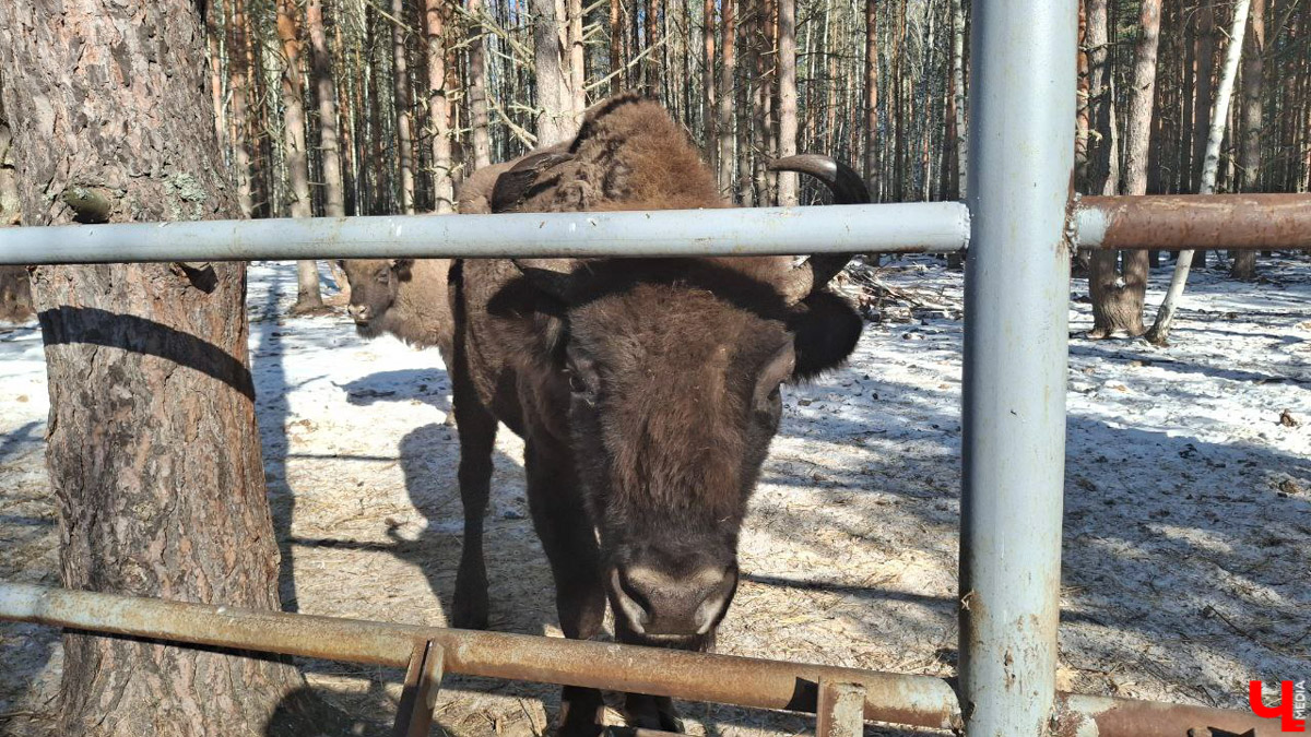 Посмотреть на зубров теперь можно на территории национального парка «Мещёра». В Гусь-Хрустальном районе для туристов открыли демонстрационный вольер. Наблюдать за животными, потомки которых видели мамонтов, удастся на совсем небольшом расстоянии! «Ключ-Медиа» уже оценил новое направление тура выходного дня.