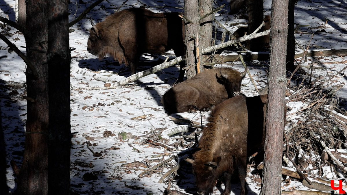 Посмотреть на зубров теперь можно на территории национального парка «Мещёра». В Гусь-Хрустальном районе для туристов открыли демонстрационный вольер. Наблюдать за животными, потомки которых видели мамонтов, удастся на совсем небольшом расстоянии! «Ключ-Медиа» уже оценил новое направление тура выходного дня.