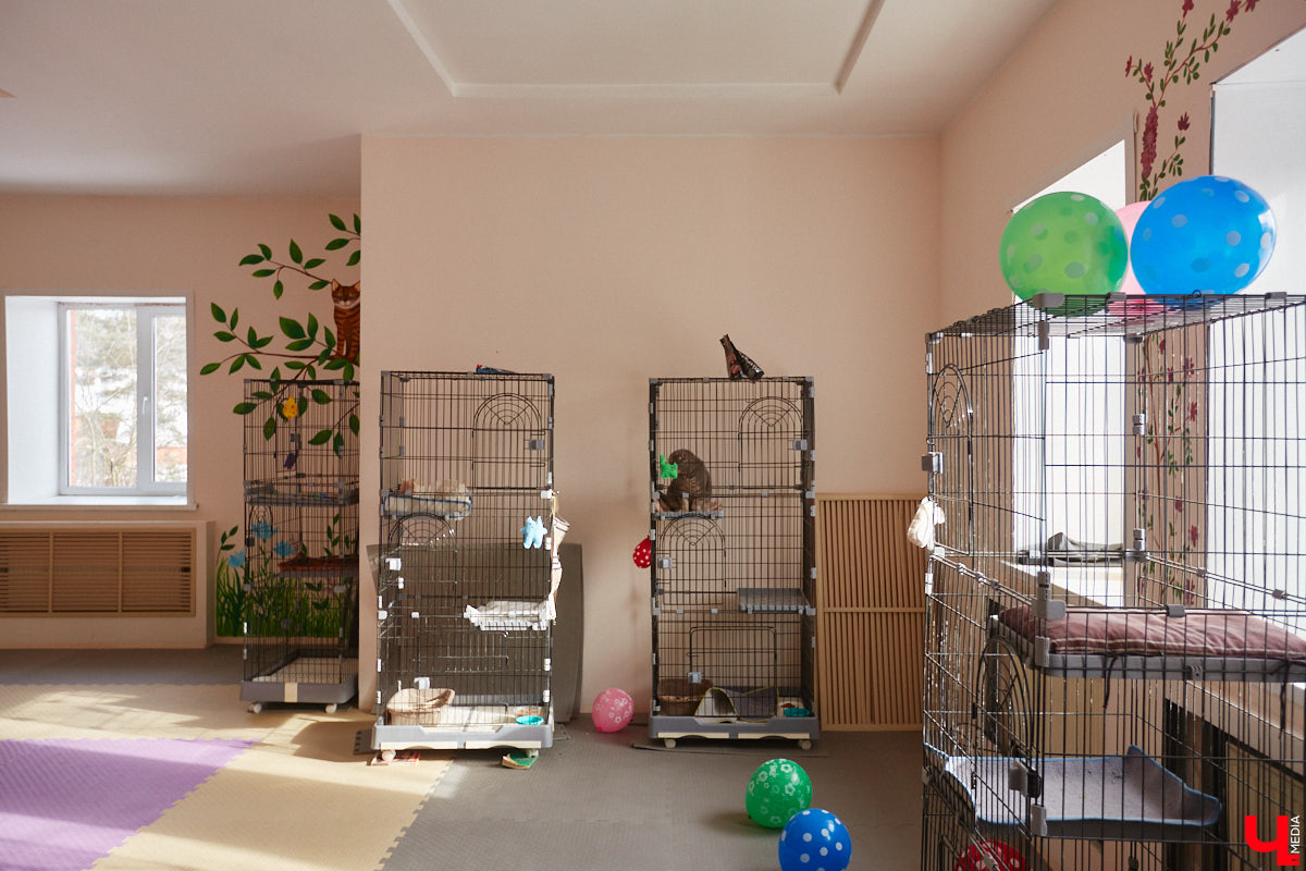 «Кошкиному дому» всего два месяца. Но за этот короткий срок уже порядка десяти его жильцов обрели новых хозяев. Для пушистых постояльцев оборудован комфортный зал, где также проводятся мероприятия для детей и взрослых. А на будущее у проекта масштабные планы. В гостях у центра добра побывал «Ключ-Медиа».