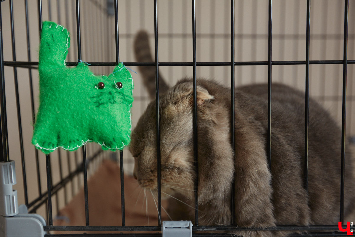 «Кошкиному дому» всего два месяца. Но за этот короткий срок уже порядка десяти его жильцов обрели новых хозяев. Для пушистых постояльцев оборудован комфортный зал, где также проводятся мероприятия для детей и взрослых. А на будущее у проекта масштабные планы. В гостях у центра добра побывал «Ключ-Медиа».