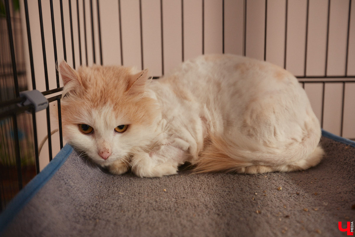 «Кошкиному дому» всего два месяца. Но за этот короткий срок уже порядка десяти его жильцов обрели новых хозяев. Для пушистых постояльцев оборудован комфортный зал, где также проводятся мероприятия для детей и взрослых. А на будущее у проекта масштабные планы. В гостях у центра добра побывал «Ключ-Медиа».