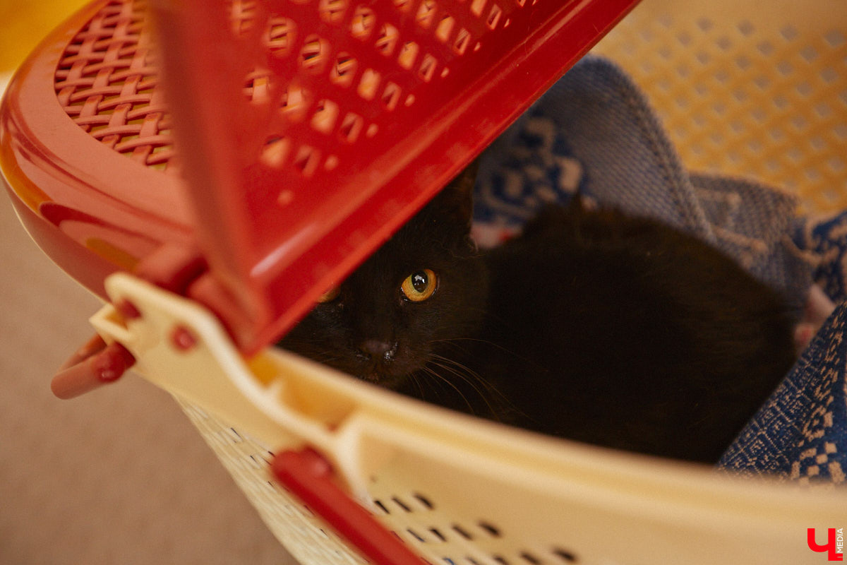 «Кошкиному дому» всего два месяца. Но за этот короткий срок уже порядка десяти его жильцов обрели новых хозяев. Для пушистых постояльцев оборудован комфортный зал, где также проводятся мероприятия для детей и взрослых. А на будущее у проекта масштабные планы. В гостях у центра добра побывал «Ключ-Медиа».