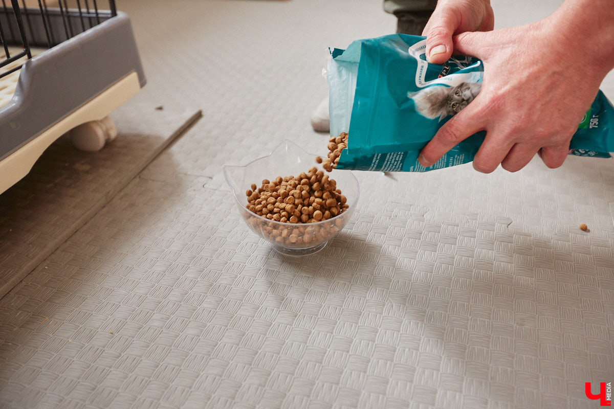 «Кошкиному дому» всего два месяца. Но за этот короткий срок уже порядка десяти его жильцов обрели новых хозяев. Для пушистых постояльцев оборудован комфортный зал, где также проводятся мероприятия для детей и взрослых. А на будущее у проекта масштабные планы. В гостях у центра добра побывал «Ключ-Медиа».