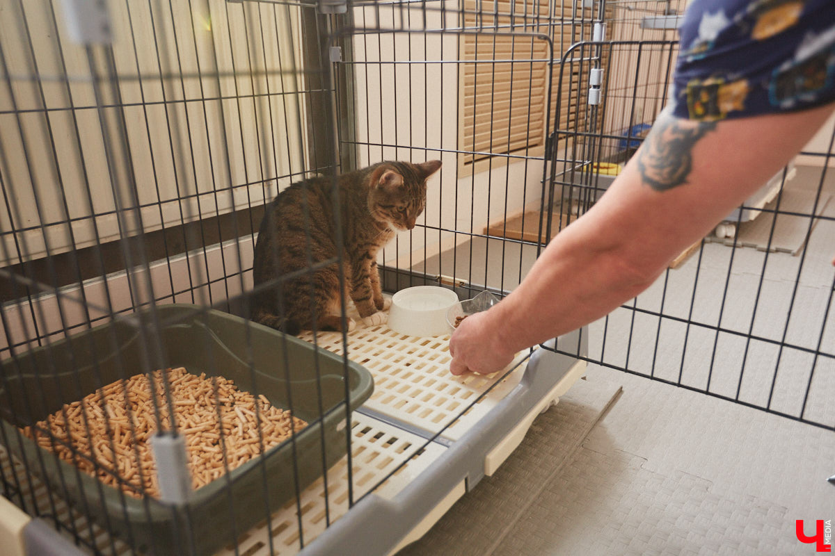 «Кошкиному дому» всего два месяца. Но за этот короткий срок уже порядка десяти его жильцов обрели новых хозяев. Для пушистых постояльцев оборудован комфортный зал, где также проводятся мероприятия для детей и взрослых. А на будущее у проекта масштабные планы. В гостях у центра добра побывал «Ключ-Медиа».